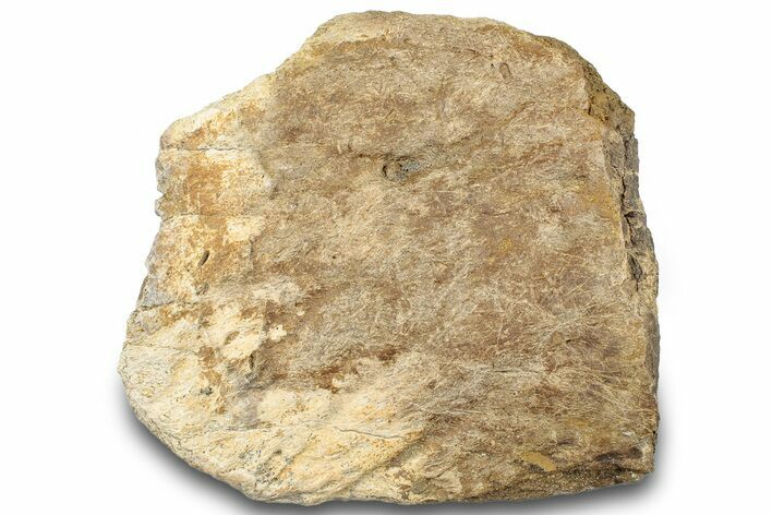 Dinosaur (Triceratops) Frill Shield Section - Montana #323036